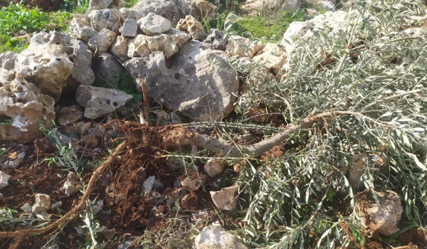 مستعمرون يقطعون أشتال زيتون ويسرقون معدا...