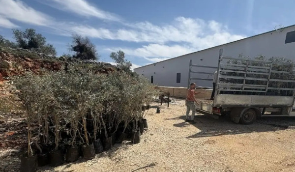 الزراعة تسلّم 57 شتلة زيتون لمزارع متضرر...