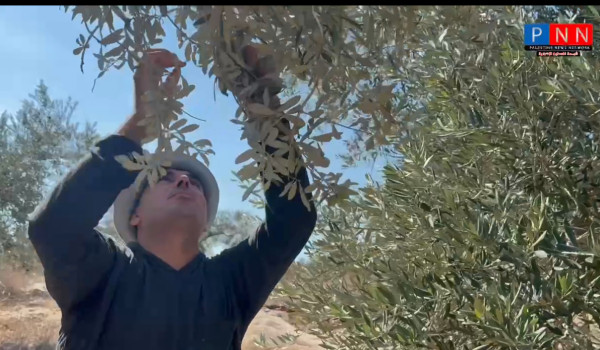 اعتبر الموسم الاسوء : 260 اعتداء منذ بدء...