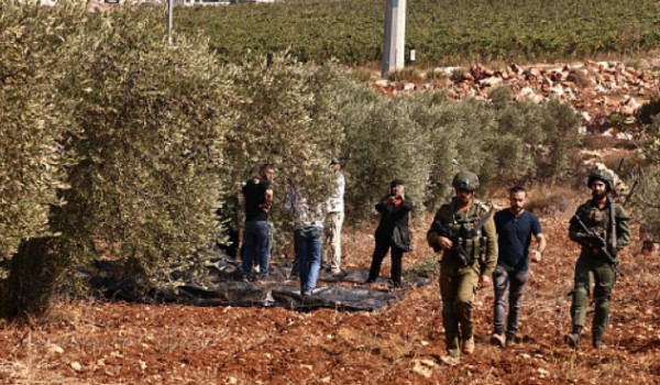 “أريج”: الاحتلال يمنع الفلسطينيين من قطف...