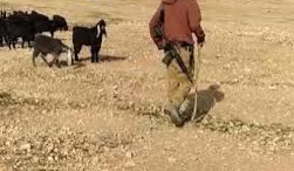 مستعمرون يرعون مواشيهم في بلدة مخماس شما...