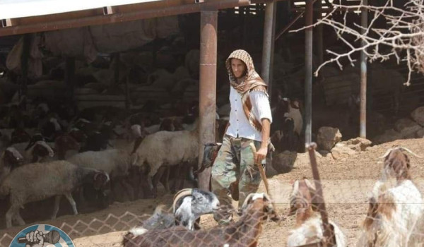 مستعمرون يسرقون طيورا ومعدات زراعية غرب ...