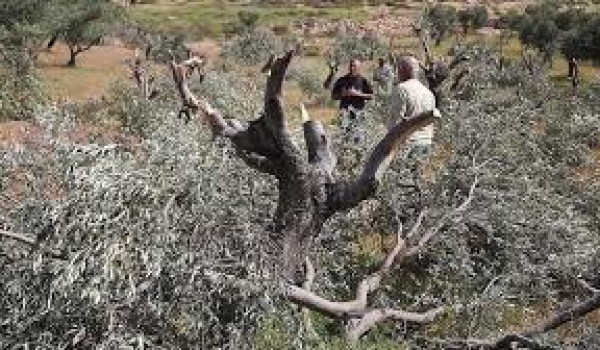 قوات الاحتلال تقتلع عشرات أشجار الزيتون ...
