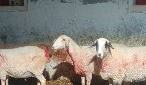 مستوطنون يهاجمون عائلة  ويذبحون أغنامها ...