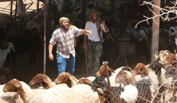 مستعمرون يتسببون في نفوق رؤوس أغنام في ك...