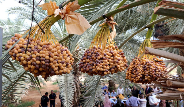 تركيا ترفع كوتا إعفاء التمور الفلسطينية ...