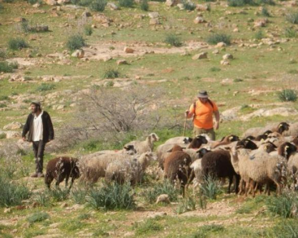 مستعمرون يطلقون مواشيهم ويقتلعون أشجار زيتون بمسافر يطا جنوب الخليل