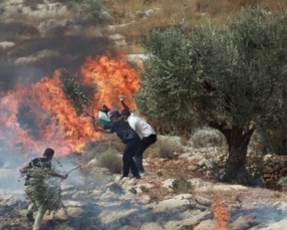 مستوطنون يهاجمون منازل المواطنين ويحرقون عشرات الدونمات الزراعية في قرية مادما جنوب نابلس