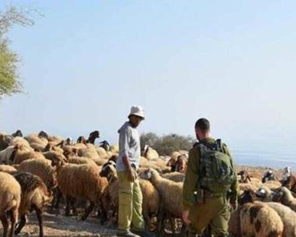 مستعمر يدعس رأسين من الأغنام في كيسان شرق بيت لحم