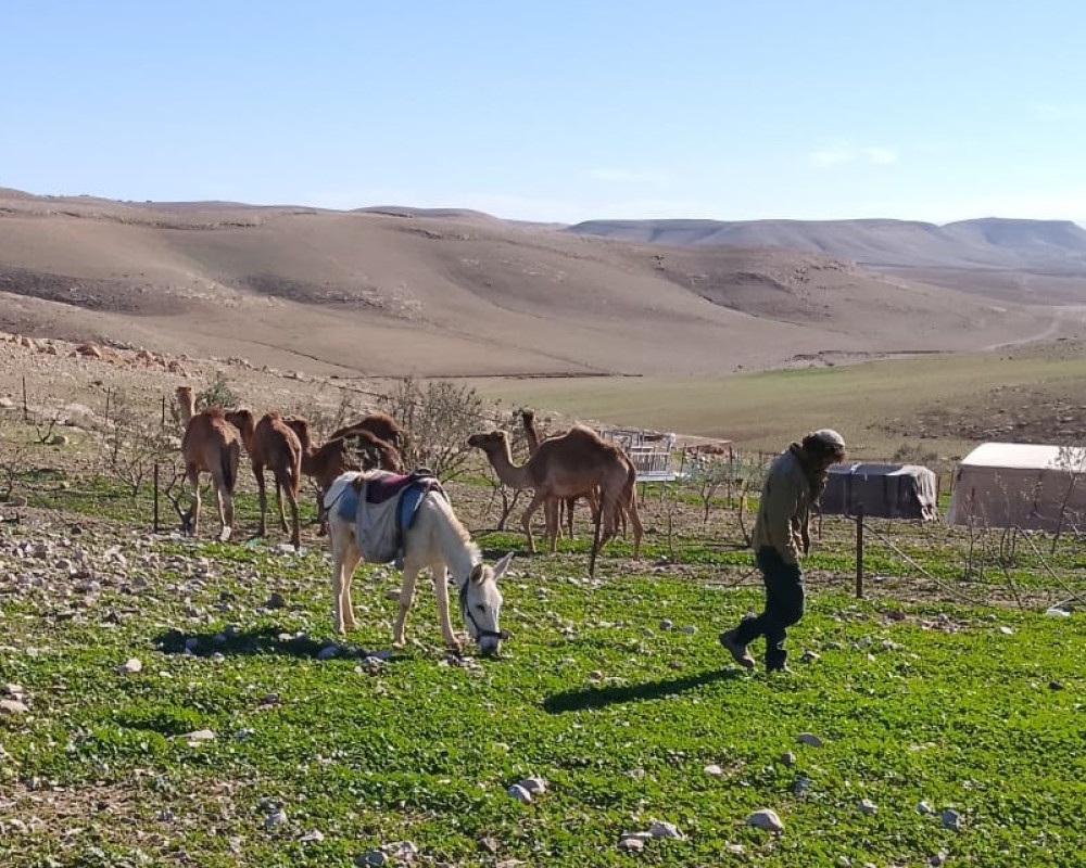 مستعمر يطلق مواشيه في أراضي الطيبة شرق رام الله ويتسبب بأضرار زراعية