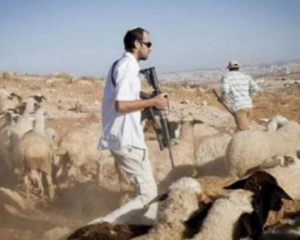 مستعمرون يسرقون 300 رأس غنم وحصانا في دير دبوان شرق رام الله