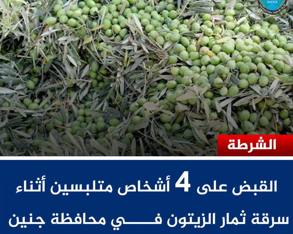 القبض على 4 أشخاص أثناء سرقة ثمار الزيتون في صانور جنوب جنين