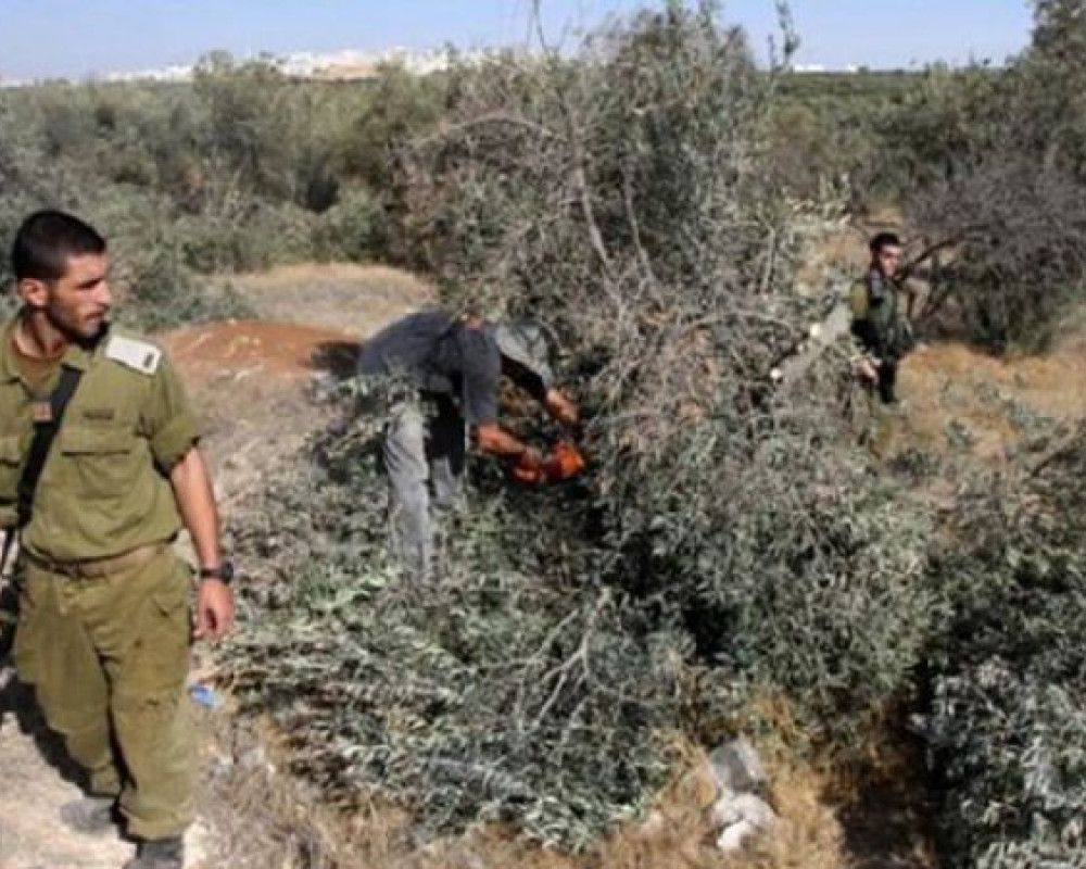 حاخام إسرائيلي يفتي بجواز سرقة زيتون الفلسطينيين
