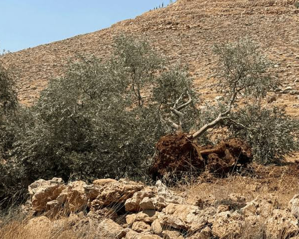 الاحتلال يهدم مسكناً ويقتلع 200 شجرة ويمنع قطاف الزيتون في الخليل