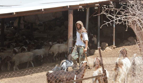 مستعمر بحماية الاحتلال يرعى أغنامه في ال...