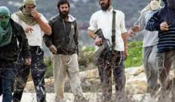 مستعمرون يهاجمون خربة المراجم جنوب المدي...