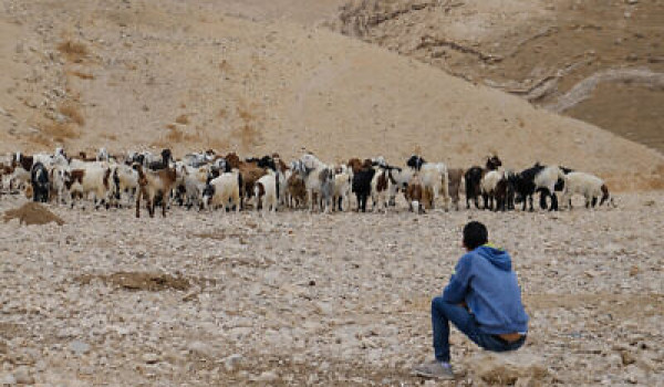 مستعمرون يرعون الماشية على أطراف بيرزيت ...