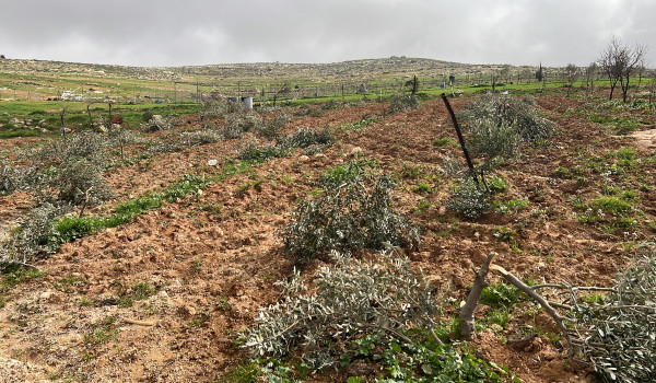 مستعمرون يقتلعون 500 شجرة ويعتدون على ال...