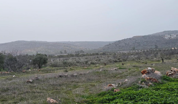 مستعمرون يقتلعون 200 شجرة زيتون في ترمسع...