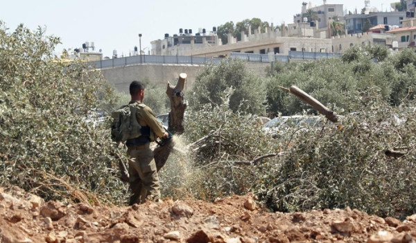 مستعمرون يقطعون عشرات أشجار الزيتون ويخر...