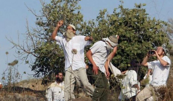 مستعمرون يمزقون أكياس أعلاف للمواشي في ا...