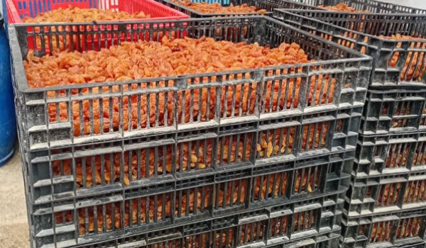 إتلاف 6 أطنان سلع غذائية تالفة في محافظة...