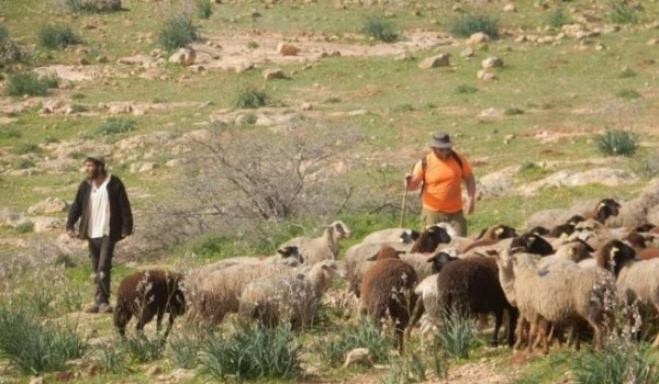 مستعمرون يرعون أغنامهم في أراضٍ فلسطينية...