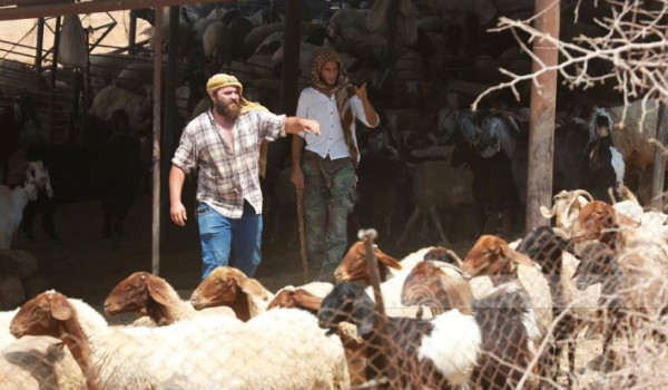 مستوطنون يسرقون عشرات رؤوس الماشية شرق ط...