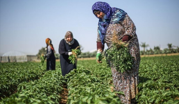 وزارة العمل في يوم المرأة: 150 ألف عاملة...