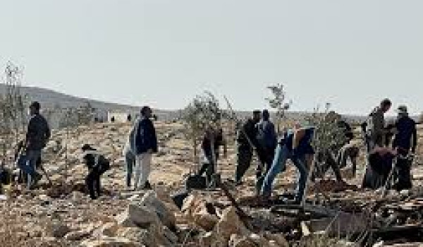 مستعمرون يطلقون مواشيهم ويكسرون 10 أشجار...