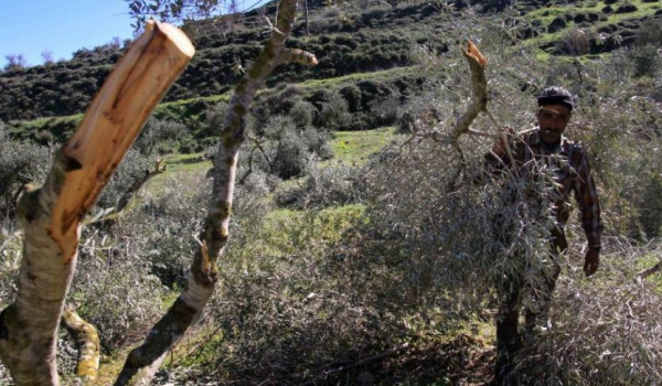 الاحتلال يقتلع مئات أشجار الزيتون في قري...