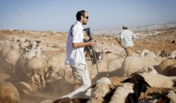 مستعمرون يسرقون مواشي من تجمع عرب الكعاب...