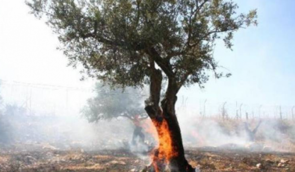 الاحتلال يقتلع أشجار زيتون قرب بلدة عراب...