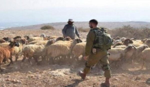قوات الاحتلال تطارد رعاة الأغنام في قرية...