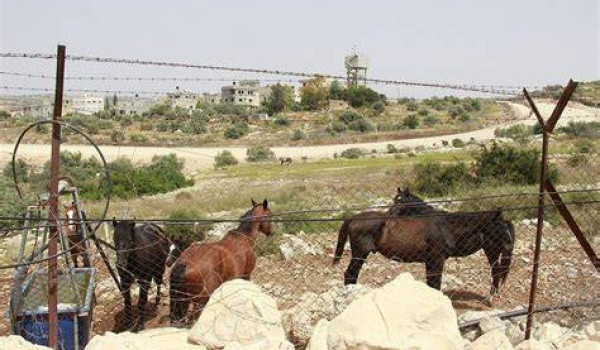 الاحتلال يشرع بهدم اسطبل للخيول في الرام...