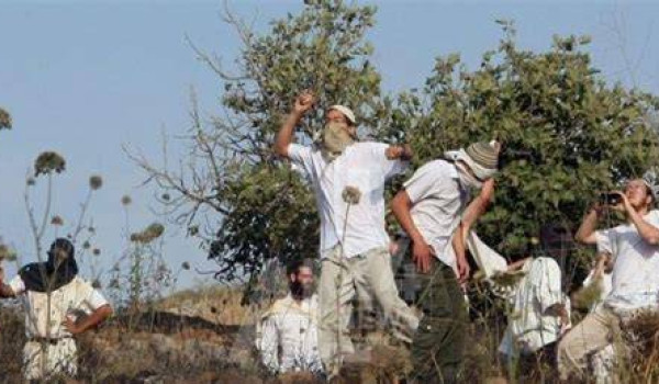 مستعمرون يقتلعون أشتال زيتون ويهاجمون من...