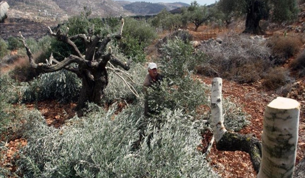 مستعمرون يقطعون 200 شجرة زيتون ولوز في ا...