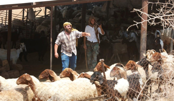 مستعمرون يسرقون 80 رأس غنم في كفر مالك ش...