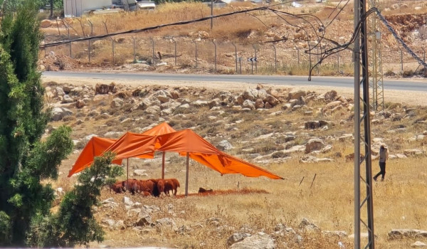 مستوطنون ينصبون خيمة قرب منازل المواطنين...