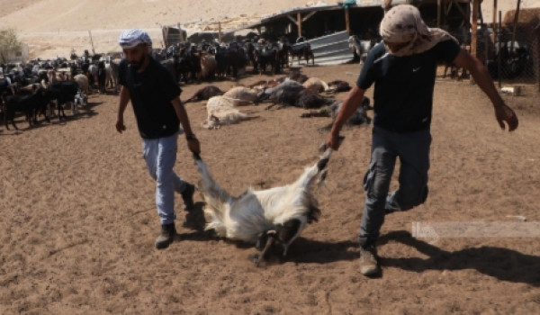 مستعمرون يهاجمون دير إبزيع وعين عريك غرب...