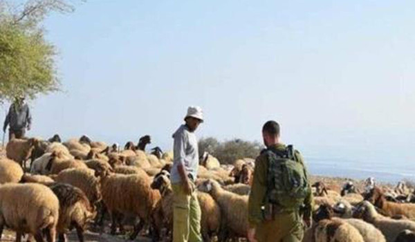مستعمر يدعس رأسين من الأغنام في كيسان شر...