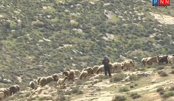 PNN فيديو: سرقة المستوطنين للمواشي الفلس...
