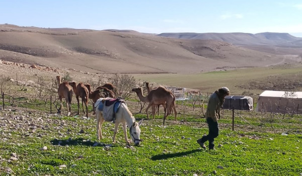 مستعمر يطلق مواشيه في أراضي الطيبة شرق ر...