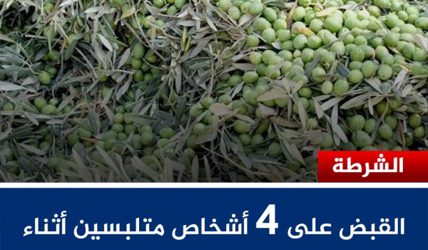 القبض على 4 أشخاص أثناء سرقة ثمار الزيتو...