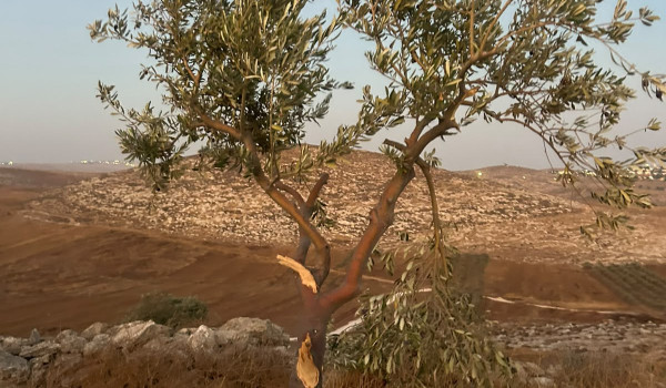 مستعمر يكسر أغصان زيتون في بلدة مخماس شم...