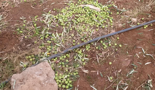 مستوطنون يسرقون الزيتون ويكسرون أشجاره ف...