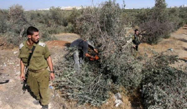 حاخام إسرائيلي يفتي بجواز سرقة زيتون الف...