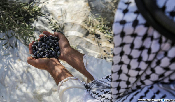 الأمم المتحدة: هجوم المستعمرين على موسم ...