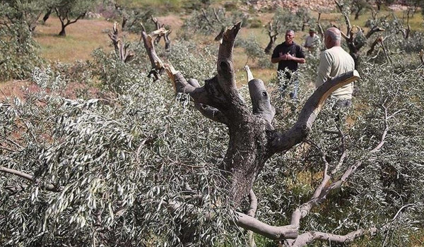 مستوطنون يلاحقون قاطفي الزيتون ومتضامنين...