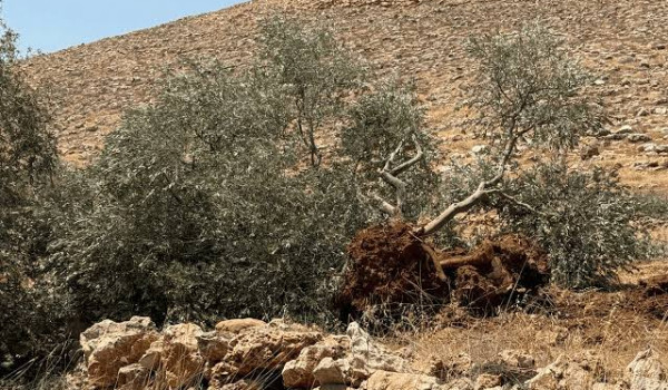 الاحتلال يهدم مسكناً ويقتلع 200 شجرة ويم...